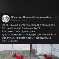 Подробнее об объявлении «Найдена собака Новочеркасск» Фото: найдена собака  «Найдена собака Новочеркасск» в г. Новочеркасск
