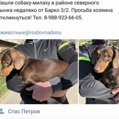 Подробнее об объявлении «Найдена собака кобель Ростов-на-Дону» Фото: найдена собака Такса «Найдена собака кобель Ростов-на-Дону» в г. Ростов-на-Дону