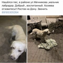 Подробнее об объявлении «Найдена собака кобель Ростов-на-Дону» Фото: найдена собака Лабрадор ретривер «Найдена собака кобель Ростов-на-Дону» в г. Ростов-на-Дону
