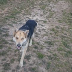 Подробнее об объявлении «Найдена собака кобель Смоленск» Фото: найдена собака  «Найдена собака кобель Смоленск» в г. Смоленск