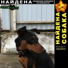 Подробнее об объявлении «Найдена собака ищем нашедших собаку Сочи» Фото: найдена собака Карликовый пинчер «Найдена собака ищем нашедших собаку Сочи» в г. Сочи