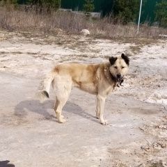 Подробнее об объявлении «Найдена собака кобель Домодедово» Фото: найдена собака  «Найдена собака кобель Домодедово» в г. Домодедово
