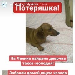 Подробнее об объявлении «Найдена собака Ростов-на-Дону» Фото: найдена собака Такса «Найдена собака Ростов-на-Дону» в г. Ростов-на-Дону