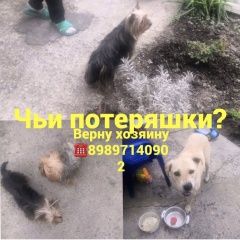 Подробнее об объявлении «Найдена собака Ростов-на-Дону» Фото: найдена собака Йоркширский терьер «Найдена собака Ростов-на-Дону» в г. Ростов-на-Дону