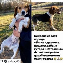 Подробнее об объявлении «Найдена собака Ростов-на-Дону» Фото: найдена собака Бигль «Найдена собака Ростов-на-Дону» в г. Ростов-на-Дону
