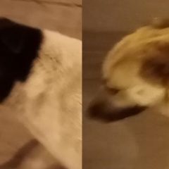 Подробнее об объявлении «Найдена собака две собаки в районе республики 6 Тюмень» Фото: найдена собака  «Найдена собака две собаки в районе республики 6...» в г. Тюмень