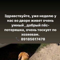 Подробнее об объявлении «Найдена собака кобель Ростов-на-Дону» Фото: найдена собака Такса «Найдена собака кобель Ростов-на-Дону» в г. Ростов-на-Дону