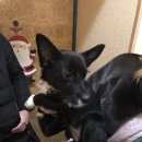 Подробнее об объявлении «Найдена собака чёрная, небольшая девочка Нижний Новгород» Фото: найдена собака  «Найдена собака чёрная, небольшая девочка Нижний...» в г. Нижний Новгород