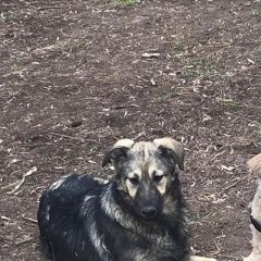 Подробнее об объявлении «Найдена собака Москва» Фото: найдена собака  «Найдена собака Москва» в г. Москва