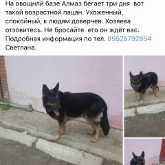 Подробнее об объявлении «Найдена собака кобель Ростов-на-Дону» Фото: найдена собака Немецкая овчарка «Найдена собака кобель Ростов-на-Дону» в г. Ростов-на-Дону