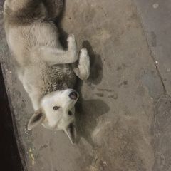 Подробнее об объявлении «Найдена собака кобель Подольск» Фото: найдена собака  «Найдена собака кобель Подольск» в г. Подольск
