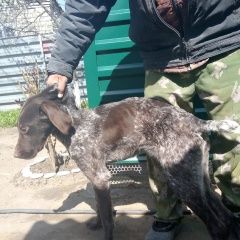 Подробнее об объявлении «Миллерово Найдена собака» Фото: найдена собака  «Миллерово Найдена собака» в г. Миллерово