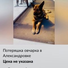 Подробнее об объявлении «Найдена собака Ростов-на-Дону» Фото: найдена собака Немецкая овчарка «Найдена собака Ростов-на-Дону» в г. Ростов-на-Дону