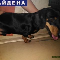 Подробнее об объявлении «Вологда Найдена собака кобель» Фото: найдена собака Такса «Вологда Найдена собака кобель» в г. Вологда