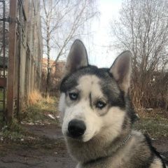 Подробнее об объявлении «Найдена собака кобель в Одинцово» Фото: найдена собака  «Найдена собака кобель в Одинцово» в г. Одинцово
