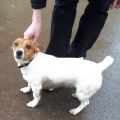 Подробнее об объявлении «Найдена собака джек рассел терьер девочка Москва» Фото: найдена собака Джек рассел терьер «Найдена собака джек рассел терьер девочка Москва» в г. Москва