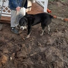 Подробнее об объявлении «Найдена собака вблизи д. безобразово, по снт луч ходит Вороново» Фото: найдена собака  «Найдена собака вблизи д. безобразово, по снт...» в г. Вороново