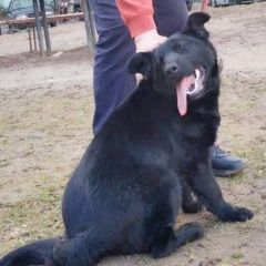 Подробнее об объявлении «Найдена собака на ул.лавочкина Смоленск» Фото: найдена собака  «Найдена собака на ул.лавочкина Смоленск» в г. Смоленск