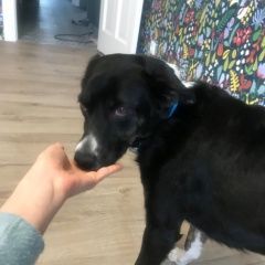 Подробнее об объявлении «Найдена собака сао Москва» Фото: найдена собака  «Найдена собака сао Москва» в г. Москва