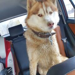 Подробнее об объявлении «Найдена собака кобель хаски Троицк» Фото: найдена собака Сибирская хаски «Найдена собака кобель хаски Троицк» в г. Троицк