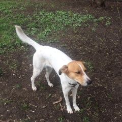 Подробнее об объявлении «Найдена собака чья потеряшка? Москва» Фото: найдена собака  «Найдена собака чья потеряшка? Москва» в г. Москва