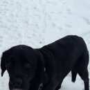 Подробнее об объявлении «Высоковск Найдена собака похожа на лабрадора. черная.» Фото: найдена собака Лабрадор ретривер «Высоковск Найдена собака похожа на лабрадора....» в г. Высоковск