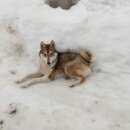 Подробнее об объявлении «Найдена собака западносибирская лайка Нижний Новгород» Фото: найдена собака Западно-сибирская лайка «Найдена собака западносибирская лайка Нижний...» в г. Нижний Новгород