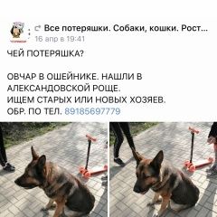Подробнее об объявлении «Найдена собака кобель Ростов-на-Дону» Фото: найдена собака Немецкая овчарка «Найдена собака кобель Ростов-на-Дону» в г. Ростов-на-Дону