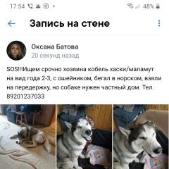 Подробнее об объявлении «Ярославль Найдена собака» Фото: найдена собака Аляскинский маламут «Ярославль Найдена собака» в г. Ярославль