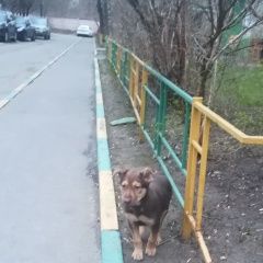 Подробнее об объявлении «Найдена собака талсинская, 20 Щелково» Фото: найдена собака  «Найдена собака талсинская, 20 Щелково» в г. Щелково