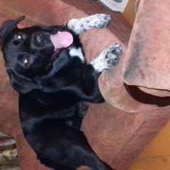 Подробнее об объявлении «Найдена собака кобель Нижний Новгород» Фото: найдена собака  «Найдена собака кобель Нижний Новгород» в г. Нижний Новгород