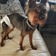 Подробнее об объявлении «Найдена собака Москва» Фото: найдена собака Йоркширский терьер «Найдена собака Москва» в г. Москва