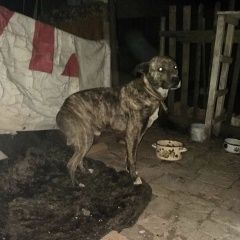Подробнее об объявлении «Найдена собака кобель Ростов-на-Дону» Фото: найдена собака Стаффордширский бультерьер «Найдена собака кобель Ростов-на-Дону» в г. Ростов-на-Дону