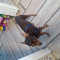 Подробнее об объявлении «Липецк Найдена собака кобель» Фото: найдена собака Той-терьер «Липецк Найдена собака кобель» в г. Липецк