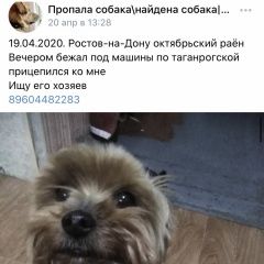 Подробнее об объявлении «Найдена собака Ростов-на-Дону» Фото: найдена собака Йоркширский терьер «Найдена собака Ростов-на-Дону» в г. Ростов-на-Дону