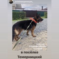 Подробнее об объявлении «Найдена собака Ростов-на-Дону» Фото: найдена собака Немецкая овчарка «Найдена собака Ростов-на-Дону» в г. Ростов-на-Дону