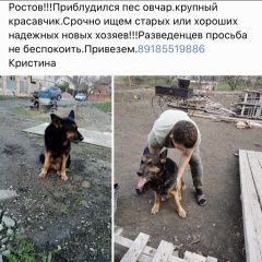Подробнее об объявлении «Найдена собака кобель Ростов-на-Дону» Фото: найдена собака Немецкая овчарка «Найдена собака кобель Ростов-на-Дону» в г. Ростов-на-Дону