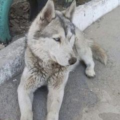 Подробнее об объявлении «Найдена собака Ростов-на-Дону» Фото: найдена собака Сибирская хаски «Найдена собака Ростов-на-Дону» в г. Ростов-на-Дону