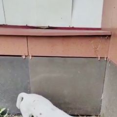 Подробнее об объявлении «Найдена собака кобель. джек рассел Москва» Фото: найдена собака Джек рассел терьер «Найдена собака кобель. джек рассел Москва» в г. Москва