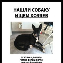 Подробнее об объявлении «Найдена собака черно-белая, девочка, розовый ошейник Балашиха» Фото: найдена собака  «Найдена собака черно-белая, девочка, розовый...» в г. Балашиха