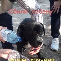 Подробнее об объявлении «Найдена собака кобель Ростов-на-Дону» Фото: найдена собака  «Найдена собака кобель Ростов-на-Дону» в г. Ростов-на-Дону