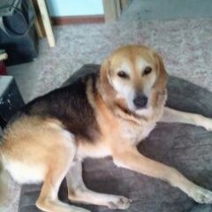 Подробнее об объявлении «Найдена собака кобель в районе борового Тюмень» Фото: найдена собака  «Найдена собака кобель в районе борового Тюмень» в г. Тюмень