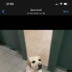 Подробнее об объявлении «Найдена собака.. Красногорск» Фото: найдена собака  «Найдена собака.. Красногорск» в г. Красногорск