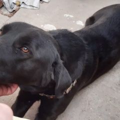 Подробнее об объявлении «Найдена собака кобель черного окраса Малаховка» Фото: найдена собака  «Найдена собака кобель черного окраса Малаховка» в г. Малаховка