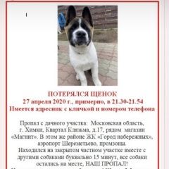 Подробнее об объявлении «Найдена собака кобель совсем маленький щенок Химки» Фото: найдена собака Акита-ину «Найдена собака кобель совсем маленький щенок Химки» в г. Химки