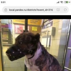 Подробнее об объявлении «Найдена собака бегает худая собака в наморднике Москва» Фото: найдена собака  «Найдена собака бегает худая собака в наморднике...» в г. Москва