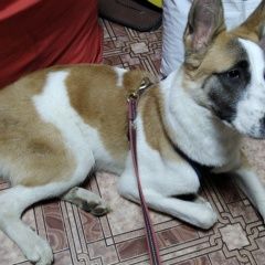 Подробнее об объявлении «Найдена собака кобель щенок месяцев 6-7 Москва» Фото: найдена собака  «Найдена собака кобель щенок месяцев 6-7 Москва» в г. Москва