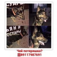 Подробнее об объявлении «Найдена собака кобель Ростов-на-Дону» Фото: найдена собака Немецкая овчарка «Найдена собака кобель Ростов-на-Дону» в г. Ростов-на-Дону