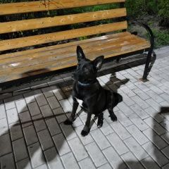 Подробнее об объявлении «Найдена собака ошейник черный с синими лапами. Москва» Фото: найдена собака  «Найдена собака ошейник черный с синими лапами....» в г. Москва