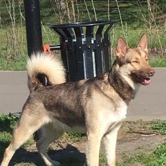 Подробнее об объявлении «Найдена собака кобель молодой пёс Москва» Фото: найдена собака  «Найдена собака кобель молодой пёс Москва» в г. Москва